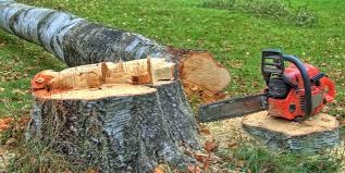 Best Emergency Tree Removal Services  in USA